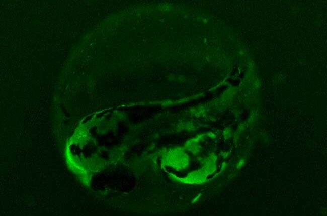 environmentally friendly bio-shampoos